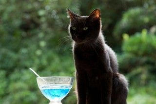 ねこあつめの家のイメージ画像3