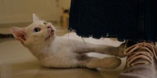 野良猫たちを、カタールの路上からアメリカへ『猫たちと7000マイルの旅』本編映像解禁1