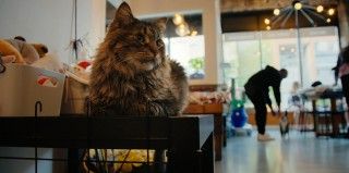 野良猫たちを、カタールの路上からアメリカへ『猫たちと7000マイルの旅』本編映像解禁2