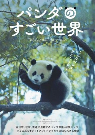 愛くるしいパンダがいっぱい。ユニークな生態を捉えた「パンダのすごい世界」1