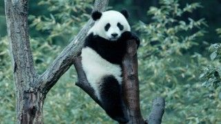 愛くるしいパンダがいっぱい。ユニークな生態を捉えた「パンダのすごい世界」2
