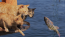 水中の水かきもお手の物!ネコの水泳教室開催映像解禁『劇場版　岩合光昭の世界ネコ歩き　あるがままに、水と大地のネコ家族』
