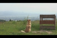 犬と猫と人間と2 動物たちの大震災