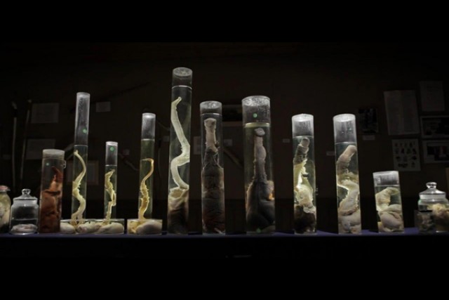 最後の1本 ペニス博物館の珍コレクション の上映スケジュール 映画情報 映画の時間