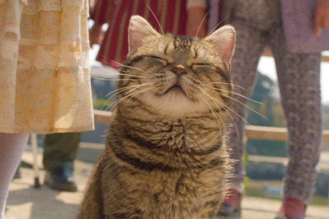 ねことじいちゃんの上映スケジュール 映画情報 映画の時間