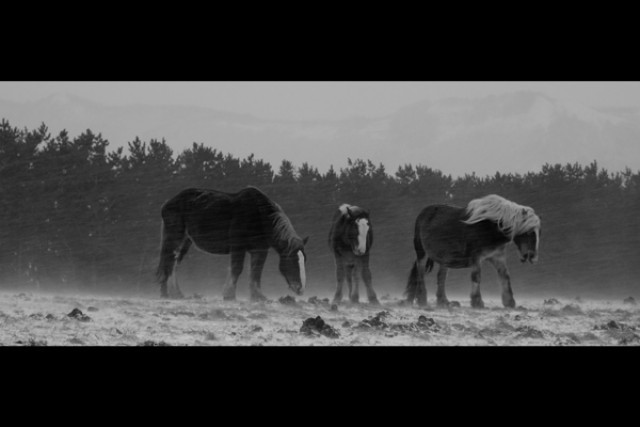 馬ありての上映スケジュール 映画情報 映画の時間