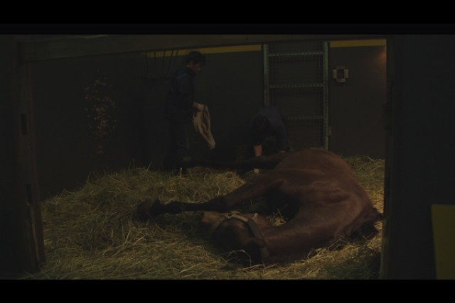 今日もどこかで馬は生まれるの上映スケジュール 映画情報 映画の時間