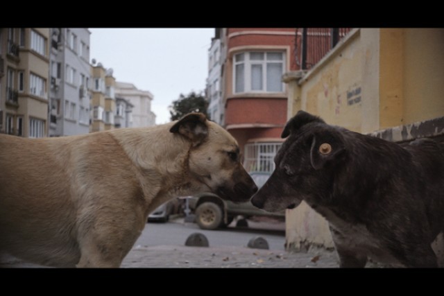 ストレイ 犬が見た世界の上映スケジュール 映画情報 映画の時間