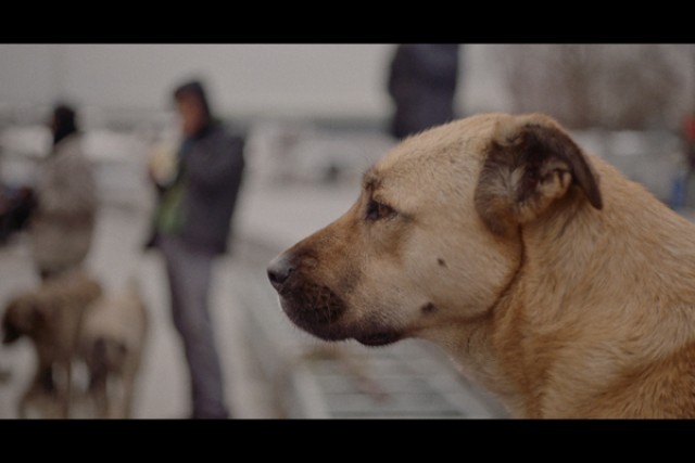 ストレイ 犬が見た世界の上映スケジュール 映画情報 映画の時間