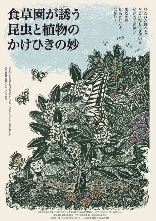 食草園が誘う昆虫と植物のかけひきの妙のイメージ画像１