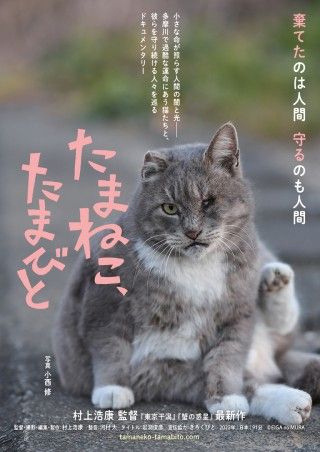 たまねこ、たまびとのイメージ画像１