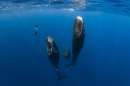 パトリックとクジラ 6000日の絆のイメージ画像１