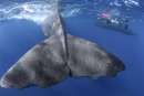 パトリックとクジラ 6000日の絆のイメージ画像１