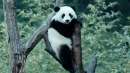 パンダのすごい世界のイメージ画像１