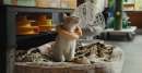 猫たちと7000マイルの旅のイメージ画像１
