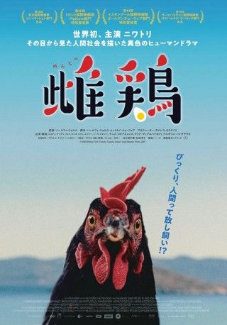 雌鶏のイメージ画像1