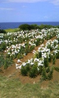 伊江島の写真