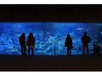 マリーンパレス水族館「うみたまご」の写真
