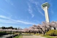 五稜郭公園の写真