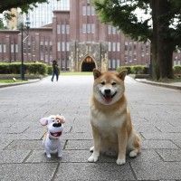 前作で取“柴”役宣伝隊長として活躍した柴犬まる 日本のペット代表としてハリウッドデビュー!!『ペット２』