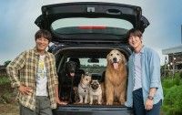ハートフルな犬映画おすすめ3選！『僕のワンダフル・ライフ』『HACHI 約束の犬』『マイ・ハート・パピー』