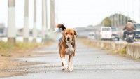 17年間飼い主を待ち続けた保護犬の感動実話『石岡タロー』3月29日公開決定！渡辺美奈代らからコメントも到着