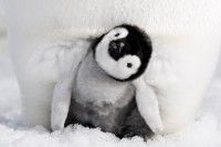 『皇帝ペンギン ただいま』動物園・水族園にてタイアップイベント続々決定