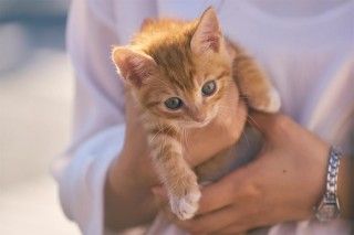 キスしたくなってしまうほど…かわいすぎる子猫にメロメロ「パーフェクトワールド 君といる奇跡 」２