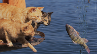 水中の水かきもお手の物!ネコの水泳教室開催映像解禁『劇場版　岩合光昭の世界ネコ歩き　あるがままに、水と大地のネコ家族』１