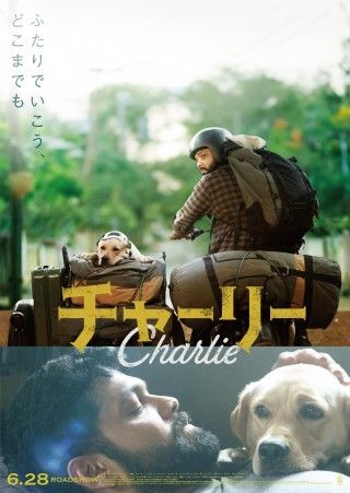 犬は人生を変える！インド映画「チャーリー」映像解禁第一弾 運命の出会い…チャーリー、ダルマに一目惚れ編３