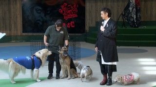 前代未聞！50匹のわんこが観客に！『THE オリバーな犬、(Gosh!!)このヤロウ MOVIE』わんこ試写会２