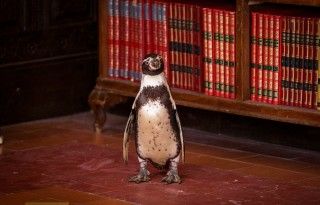 みんながペンギンの虜に！『ペンギン・レッスン』本編映像解禁！軍事政権下でも笑顔を誘い心を癒すペンギン２