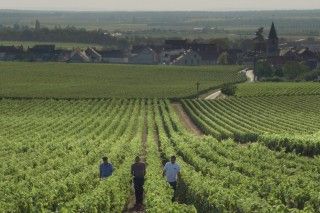 “ワインとは、土地と空気、成分と時間を飲むこと”。「ソウル・オブ・ワイン」予告編と場面写真が公開２