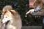 3匹仲良くお座り！「柴公園」柴犬の魅力たっぷりな48枚の撮りおろし写真大量公開32